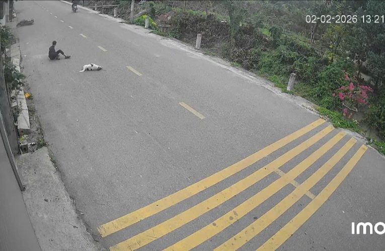 [VIDEO] Cam vụ việc xe máy điện chạy nhanh inovar vào chú cún ở Phường Phù Vân